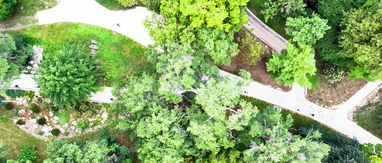 A view of many green campus trees photographed from above