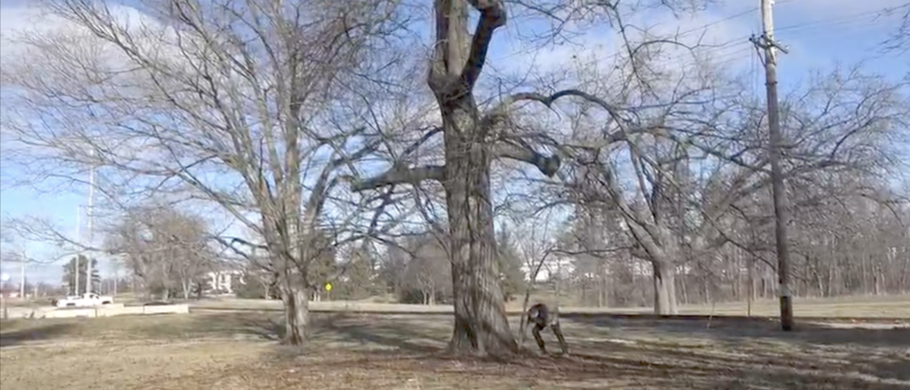 Image of the rare American Chestnut tree
